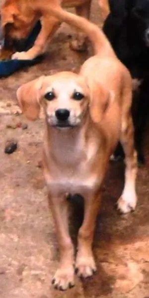 Cachorro raça vira lata idade 2 a 6 meses nome cachorros