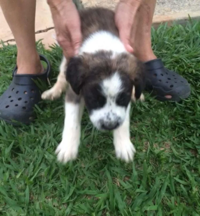 Cachorro ra a SRD idade Abaixo de 2 meses nome Filhotinhos