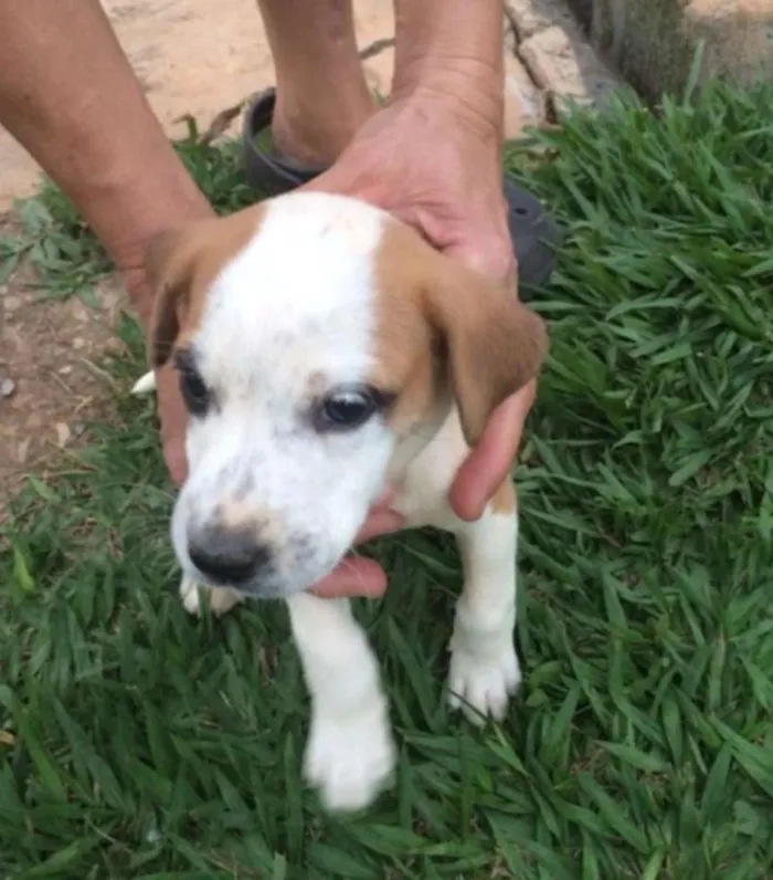 Cachorro ra a SRD idade Abaixo de 2 meses nome Filhotinhos