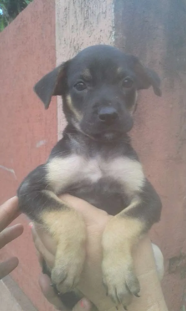 Cachorro ra a SRD idade 2 a 6 meses nome chokito