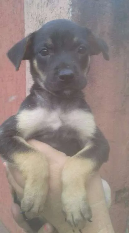 Cachorro ra a SRD idade 2 a 6 meses nome chokito
