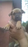 Manteiguinha