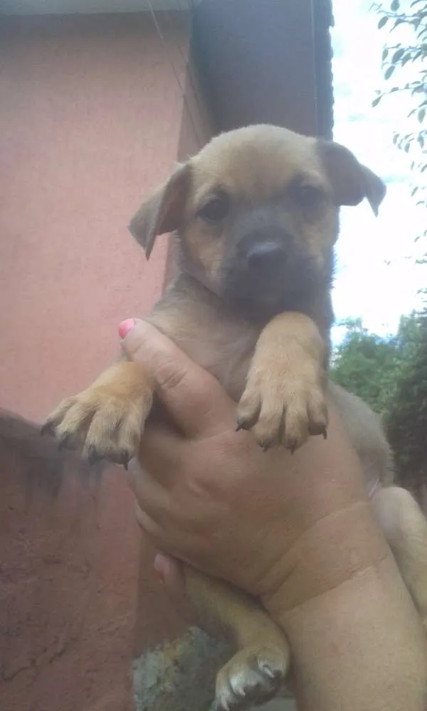 Cachorro ra a SRD idade 2 a 6 meses nome Manteiguinha