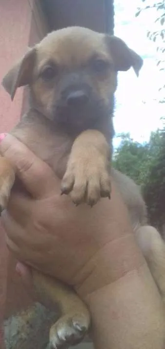 Cachorro ra a SRD idade 2 a 6 meses nome Manteiguinha