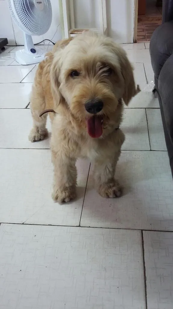 Cachorro ra a Poodle idade 1 ano nome Bob