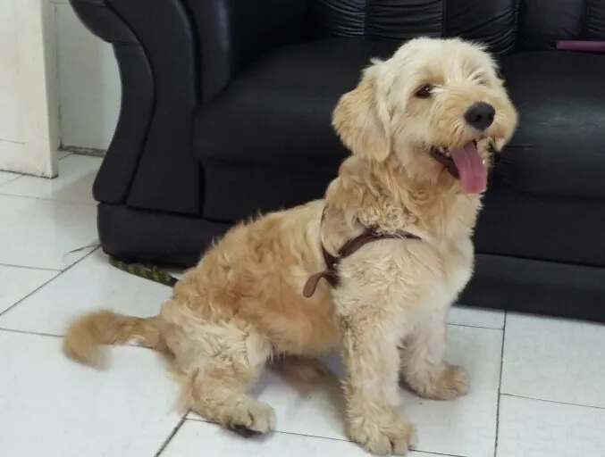 Cachorro ra a Poodle idade 1 ano nome Bob