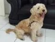 Bob