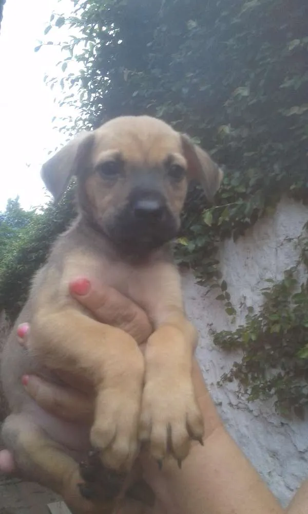 Cachorro ra a SRD idade 2 a 6 meses nome LIz