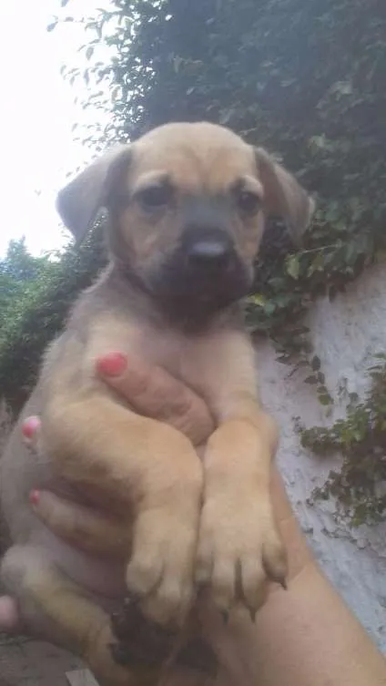 Cachorro ra a SRD idade 2 a 6 meses nome LIz