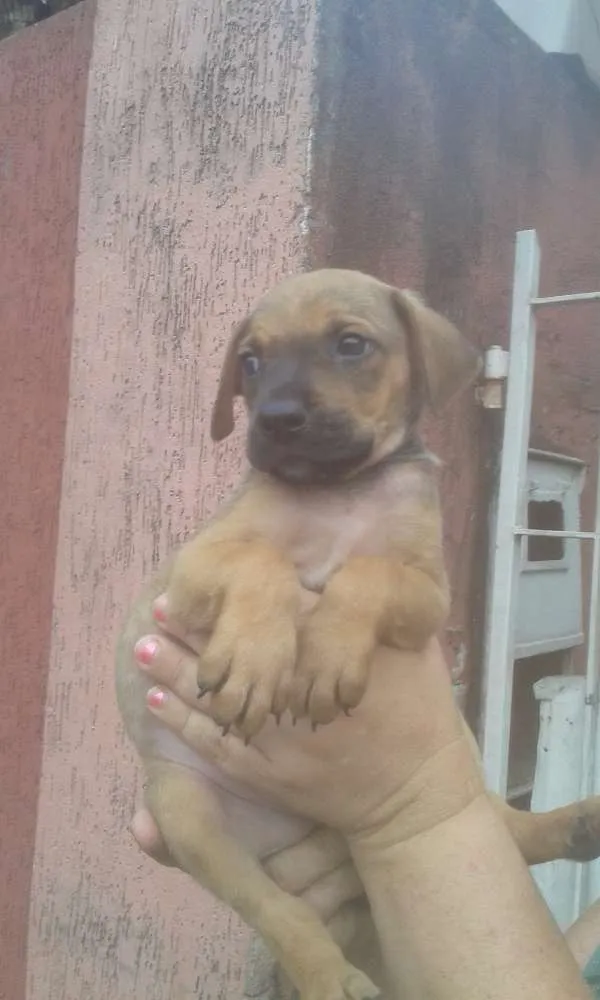 Cachorro ra a SRD idade 2 a 6 meses nome Batata