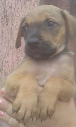 Cachorro ra a SRD idade 2 a 6 meses nome Batata