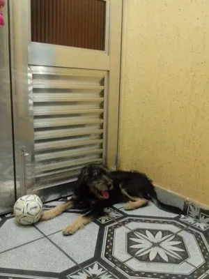 Cachorro raça Sem raça definida idade 2 a 6 meses nome Kaiú