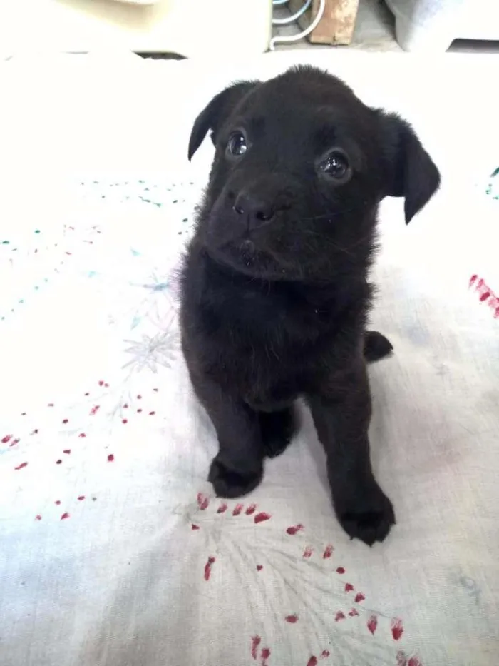 Cachorro ra a SRD idade Abaixo de 2 meses nome Filhotes