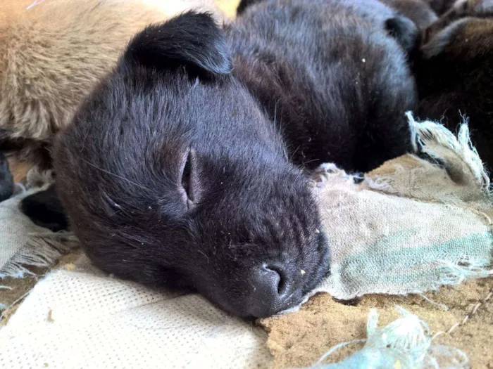 Cachorro ra a SRD idade Abaixo de 2 meses nome Filhotes