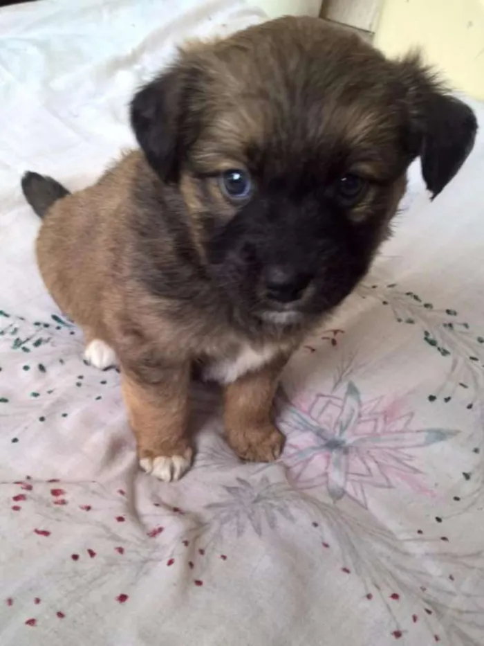 Cachorro ra a SRD idade Abaixo de 2 meses nome Filhotes