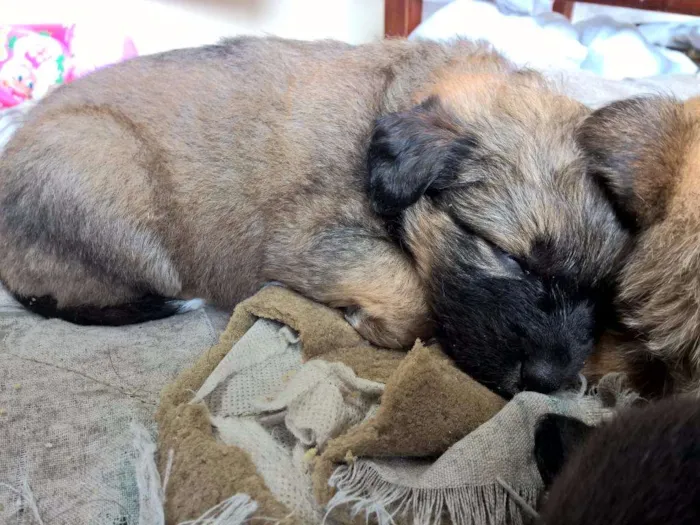 Cachorro ra a SRD idade Abaixo de 2 meses nome Filhotes