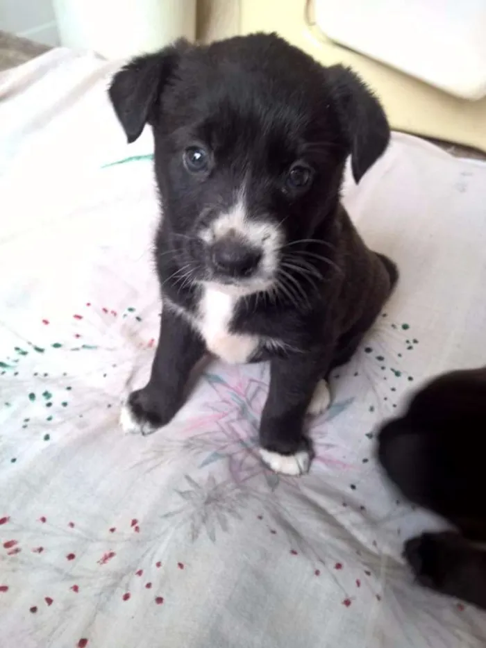 Cachorro ra a SRD idade Abaixo de 2 meses nome Filhotes