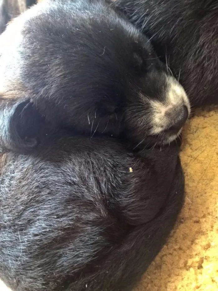 Cachorro ra a SRD idade Abaixo de 2 meses nome Filhotes
