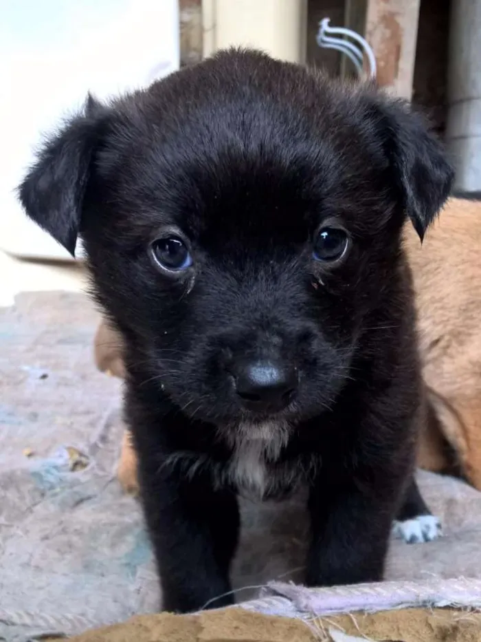 Cachorro ra a SRD idade Abaixo de 2 meses nome Filhotes