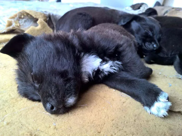 Cachorro ra a SRD idade Abaixo de 2 meses nome Filhotes