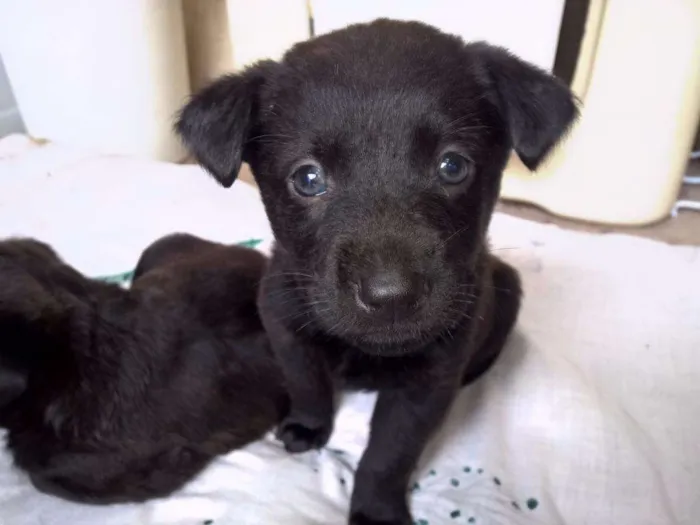 Cachorro ra a SRD idade Abaixo de 2 meses nome Filhotes