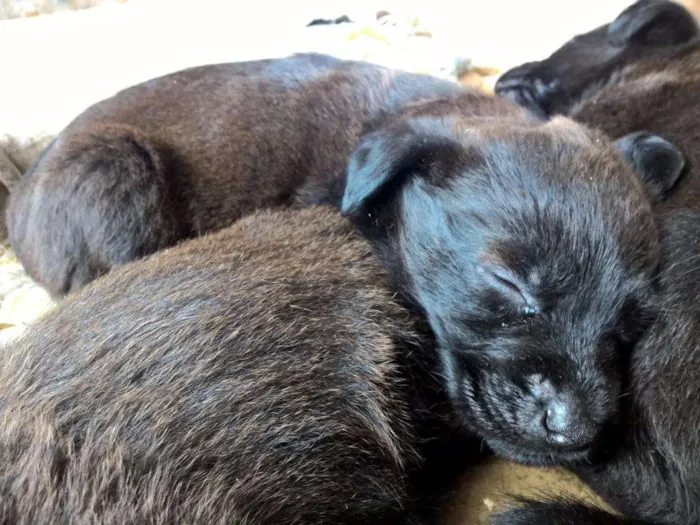 Cachorro ra a SRD idade Abaixo de 2 meses nome Filhotes