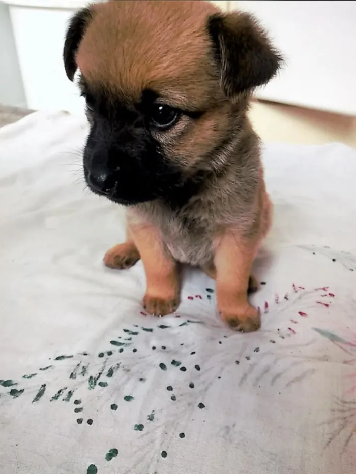 Cachorro ra a SRD idade Abaixo de 2 meses nome Filhotes