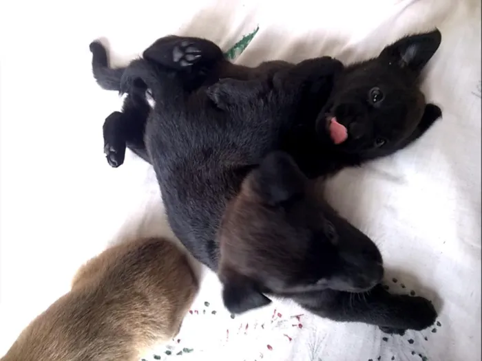 Cachorro ra a SRD idade Abaixo de 2 meses nome Filhotes