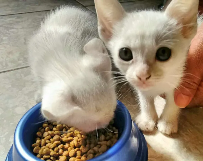 Gato ra a  idade 2 a 6 meses nome Sem nome