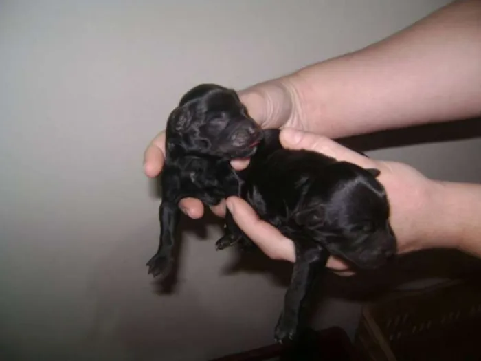 Cachorro ra a vl idade Abaixo de 2 meses nome não tem