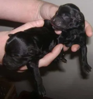 Cachorro raça vl idade Abaixo de 2 meses nome não tem
