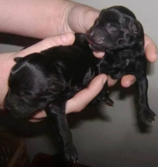 Cachorro ra a vl idade Abaixo de 2 meses nome não tem