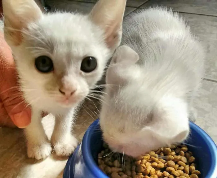 Gato ra a  idade 2 a 6 meses nome Sem nome