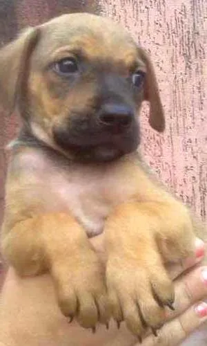 Cachorro raça SRD idade 2 a 6 meses nome Batata