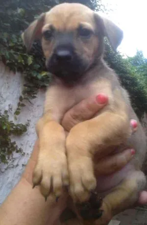 Cachorro raça SRD idade 2 a 6 meses nome LIz