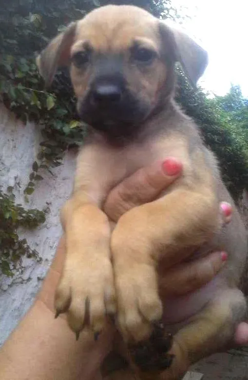 Cachorro ra a SRD idade 2 a 6 meses nome LIz