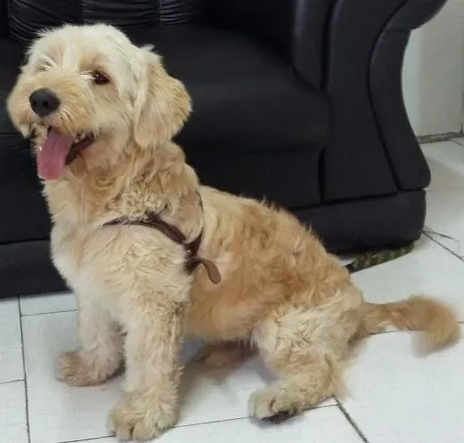 Cachorro ra a Poodle idade 1 ano nome Bob