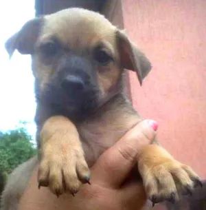 Cachorro raça SRD idade 2 a 6 meses nome Manteiguinha