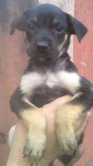 Cachorro raça SRD idade 2 a 6 meses nome chokito
