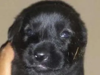 Cachorro ra a Vira lata idade Abaixo de 2 meses nome Pluto