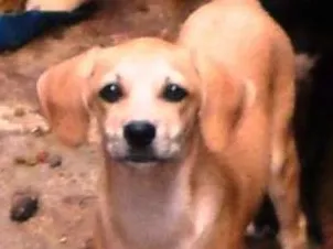 Cachorro raça vira lata idade 2 a 6 meses nome cachorros