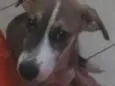 Mel 