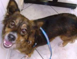 Cachorro raça SRD idade 6 ou mais anos nome Sara
