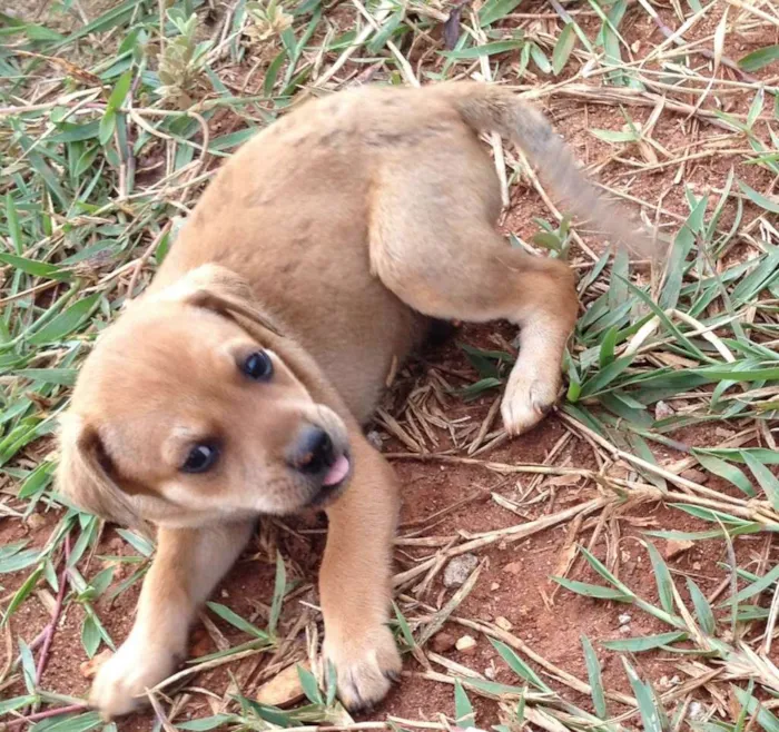 Cachorro ra a SRD idade Abaixo de 2 meses nome -