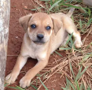 Cachorro raça SRD idade Abaixo de 2 meses nome -
