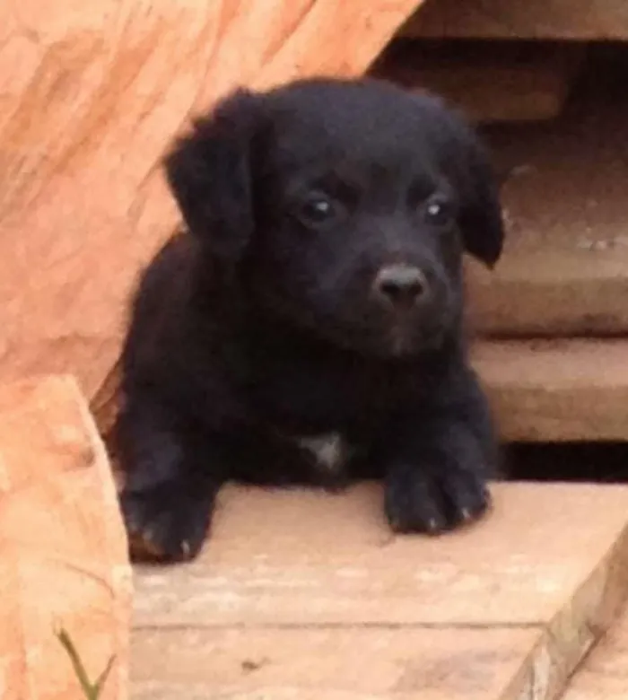 Cachorro ra a SRD idade Abaixo de 2 meses nome -