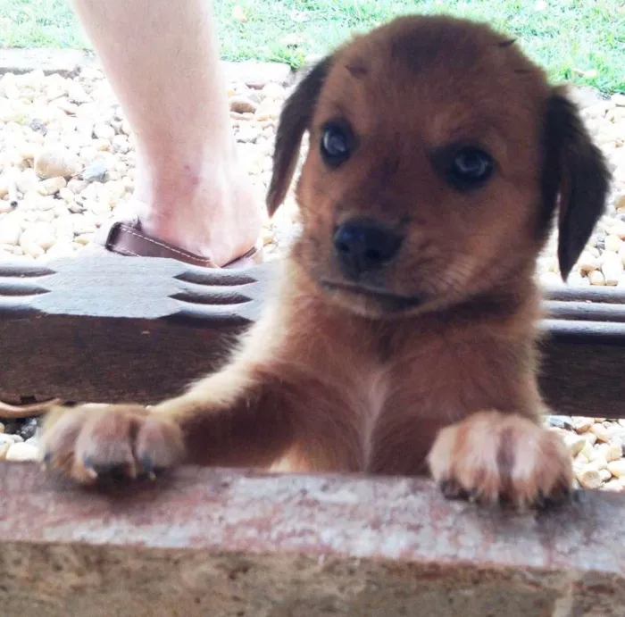 Cachorro ra a SRD idade Abaixo de 2 meses nome -