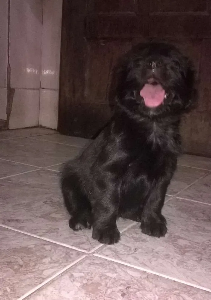 Cachorro raça srd idade Abaixo de 2 meses nome neginhas