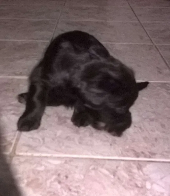 Cachorro raça srd idade Abaixo de 2 meses nome neginhas