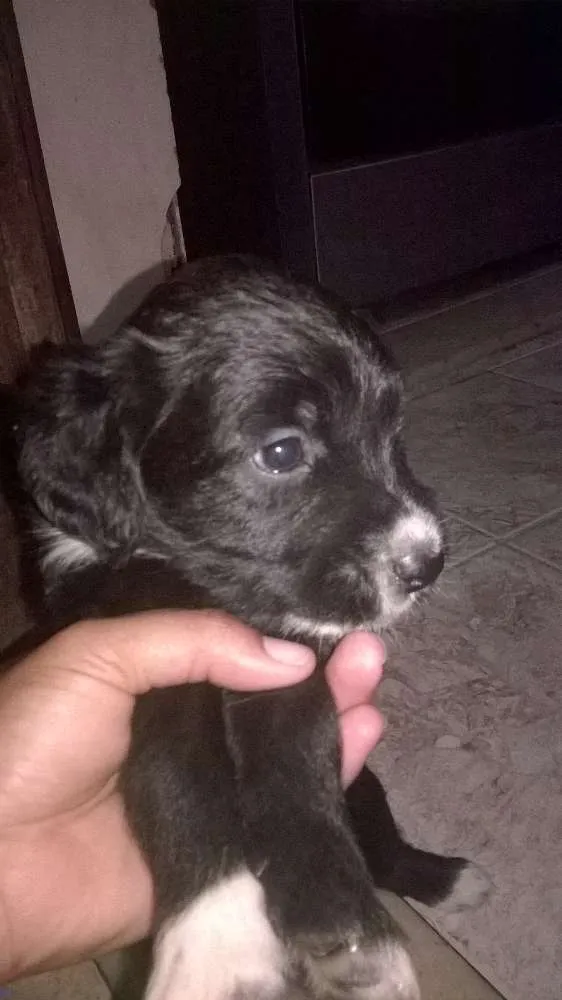 Cachorro raça srd idade Abaixo de 2 meses nome neginhas